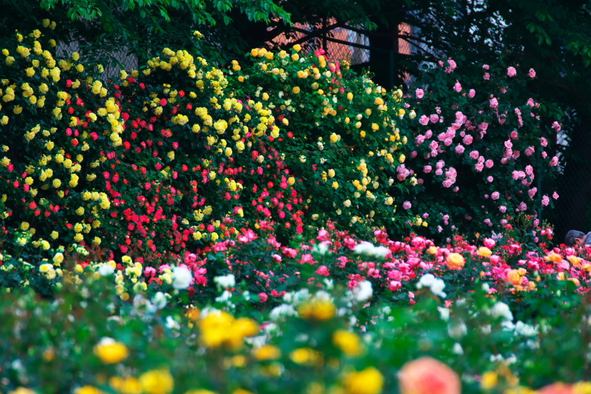 さいたま市　与野公園の薔薇_a0263109_16450885.jpg