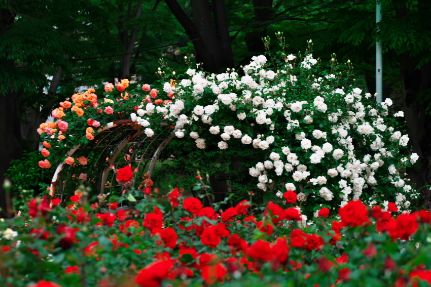 さいたま市　与野公園の薔薇_a0263109_16451101.jpg