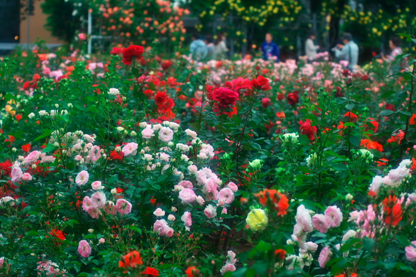 さいたま市　与野公園の薔薇_a0263109_16453913.jpg