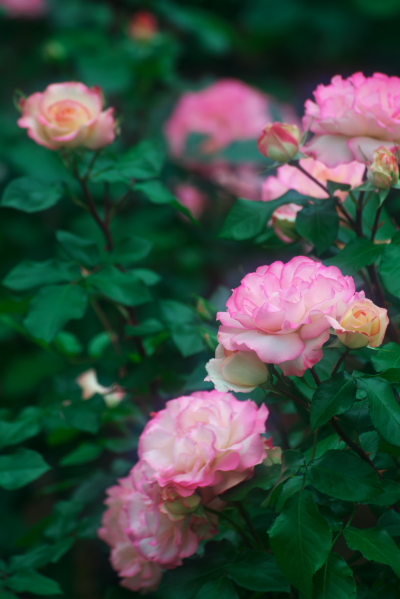 さいたま市　与野公園の薔薇_a0263109_16454012.jpg