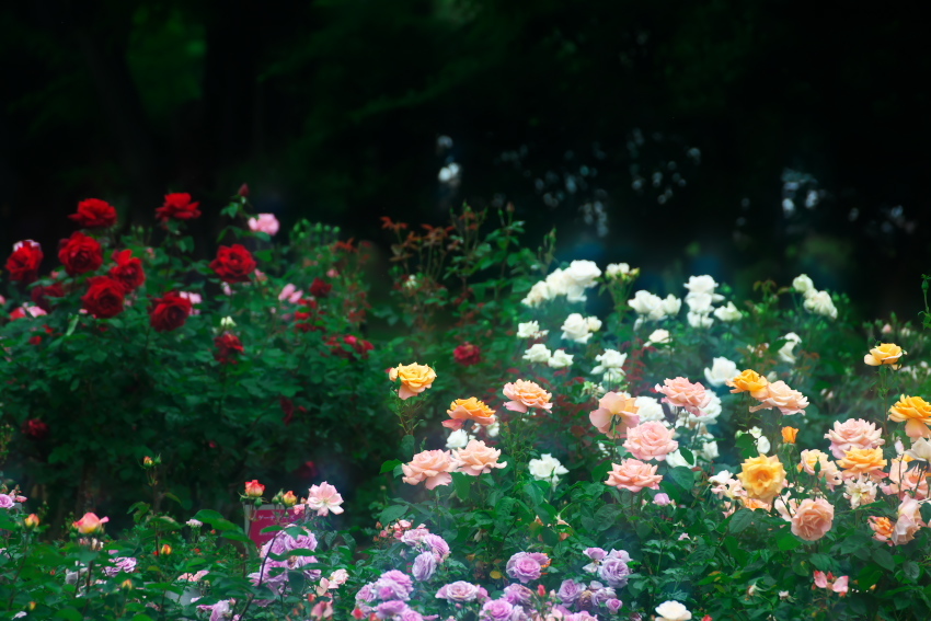 さいたま市　与野公園の薔薇_a0263109_16454024.jpg