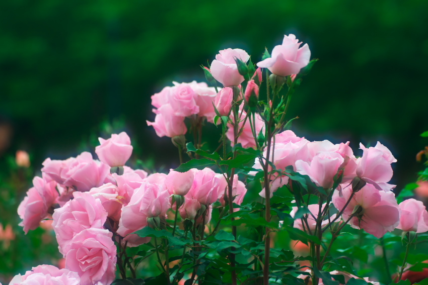 さいたま市　与野公園の薔薇_a0263109_16454137.jpg