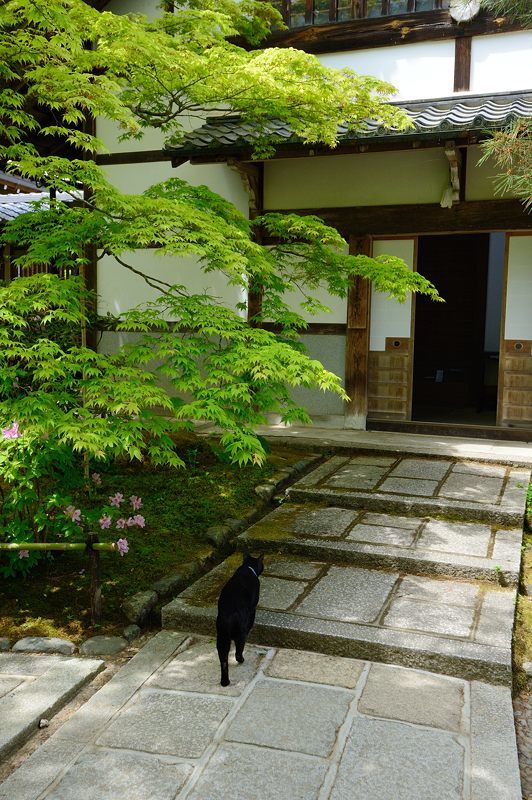 町角ニャンコ･常寂光寺のクロベイ_f0032011_21144510.jpg