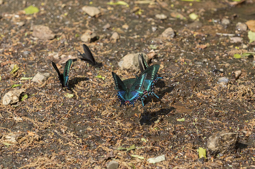 ミヤマカラスアゲハ again!_b0315912_21504993.jpg