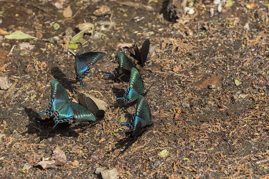 ミヤマカラスアゲハ again!_b0315912_21514910.jpg