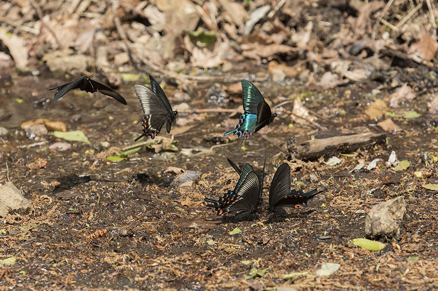 ミヤマカラスアゲハ again!_b0315912_21521253.jpg