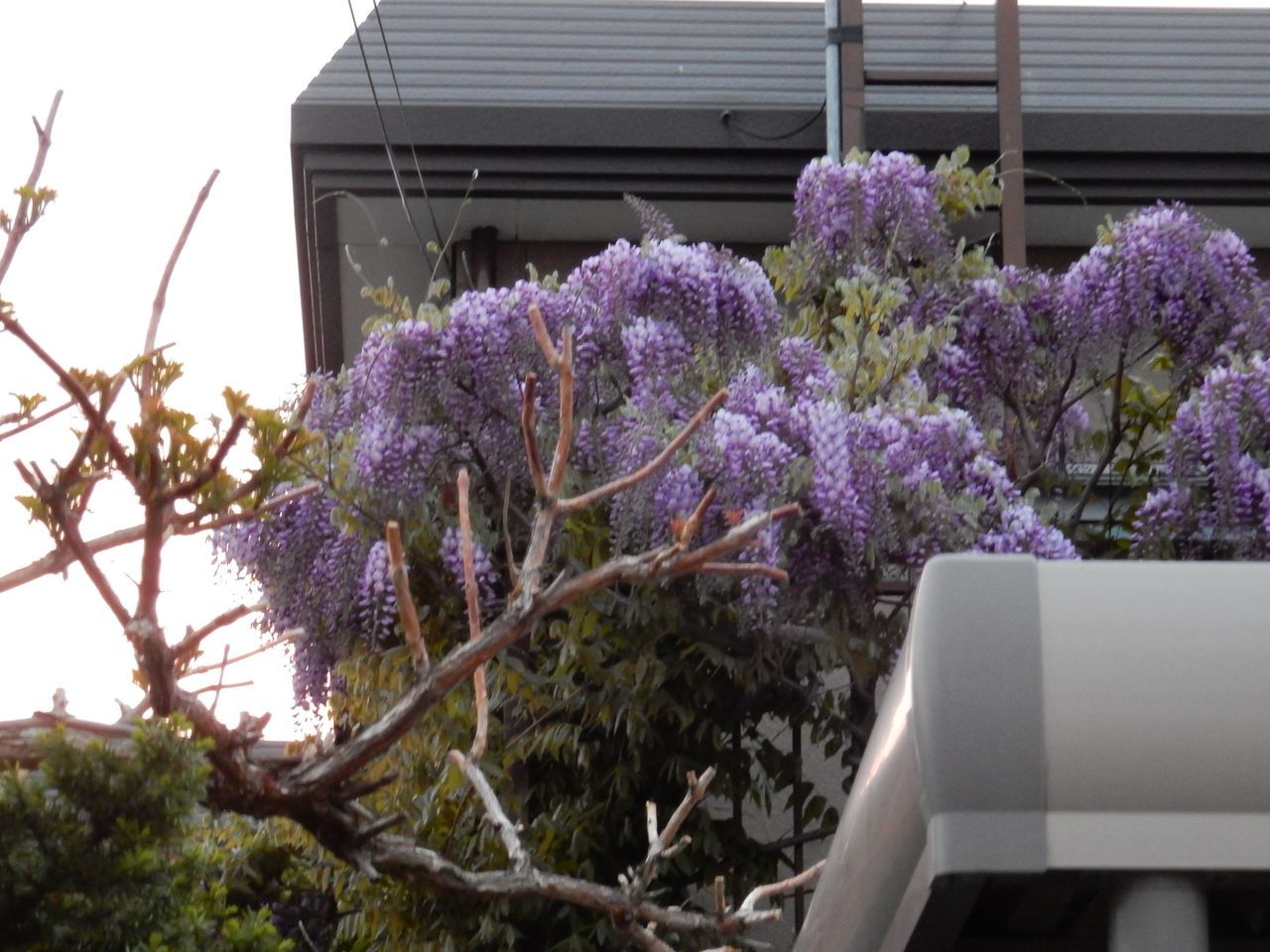 一ヶ月半ぶりのコーヒーの花_c0025115_21320263.jpg