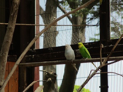 平塚総合公園の動物ふれあい広場_e0373815_11454835.jpg