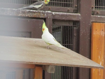 平塚総合公園の動物ふれあい広場_e0373815_11460994.jpg