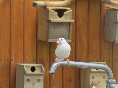 平塚総合公園の動物ふれあい広場_e0373815_11470170.jpg