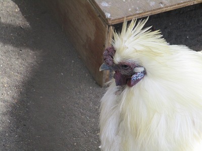 平塚総合公園の動物ふれあい広場_e0373815_11474671.jpg