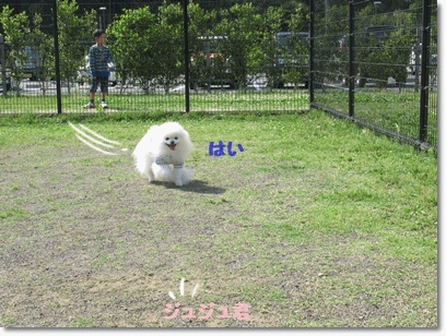 b0167519_20342393.gif