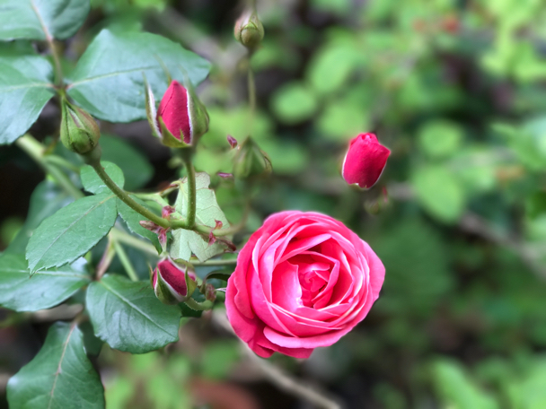 5月の庭⑤ ピエールロンサールも咲いて華やかさがます ピンクベルベチェの香りと合わさる初夏 平成29年5月24日水曜日 曇り時々小雨_c0156021_12230680.jpg