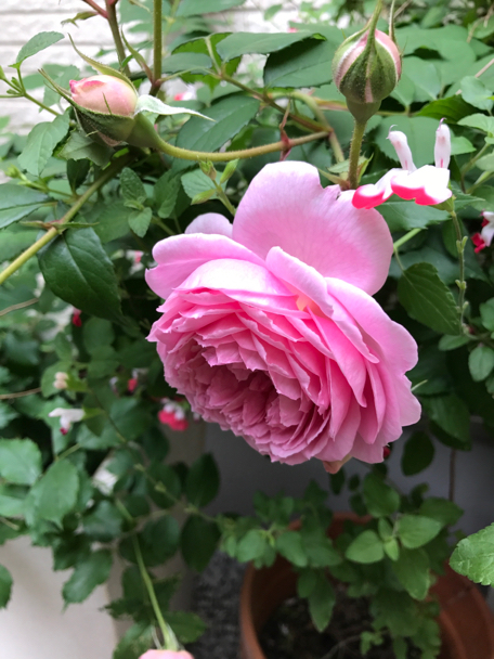 5月の庭⑤ ピエールロンサールも咲いて華やかさがます ピンクベルベチェの香りと合わさる初夏 平成29年5月24日水曜日 曇り時々小雨_c0156021_13094976.jpg
