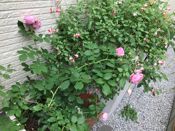 5月の庭⑤ ピエールロンサールも咲いて華やかさがます ピンクベルベチェの香りと合わさる初夏 平成29年5月24日水曜日 曇り時々小雨_c0156021_13095024.jpg