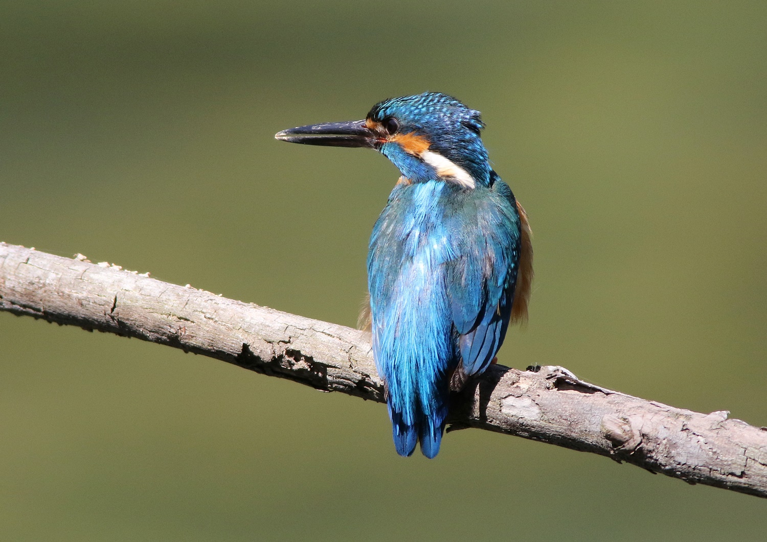 カワセミ（kingfisher）その４_f0310221_12124.jpg