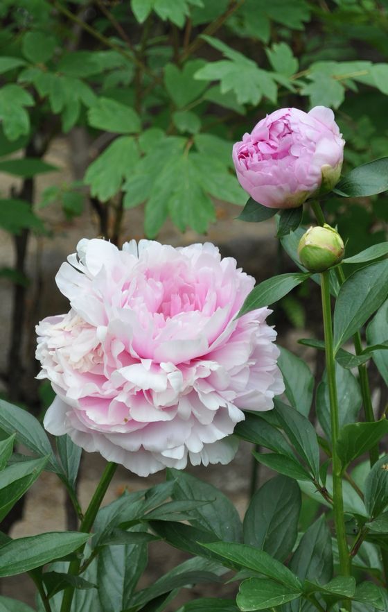 由志園 シャクヤク : mosquitogarden