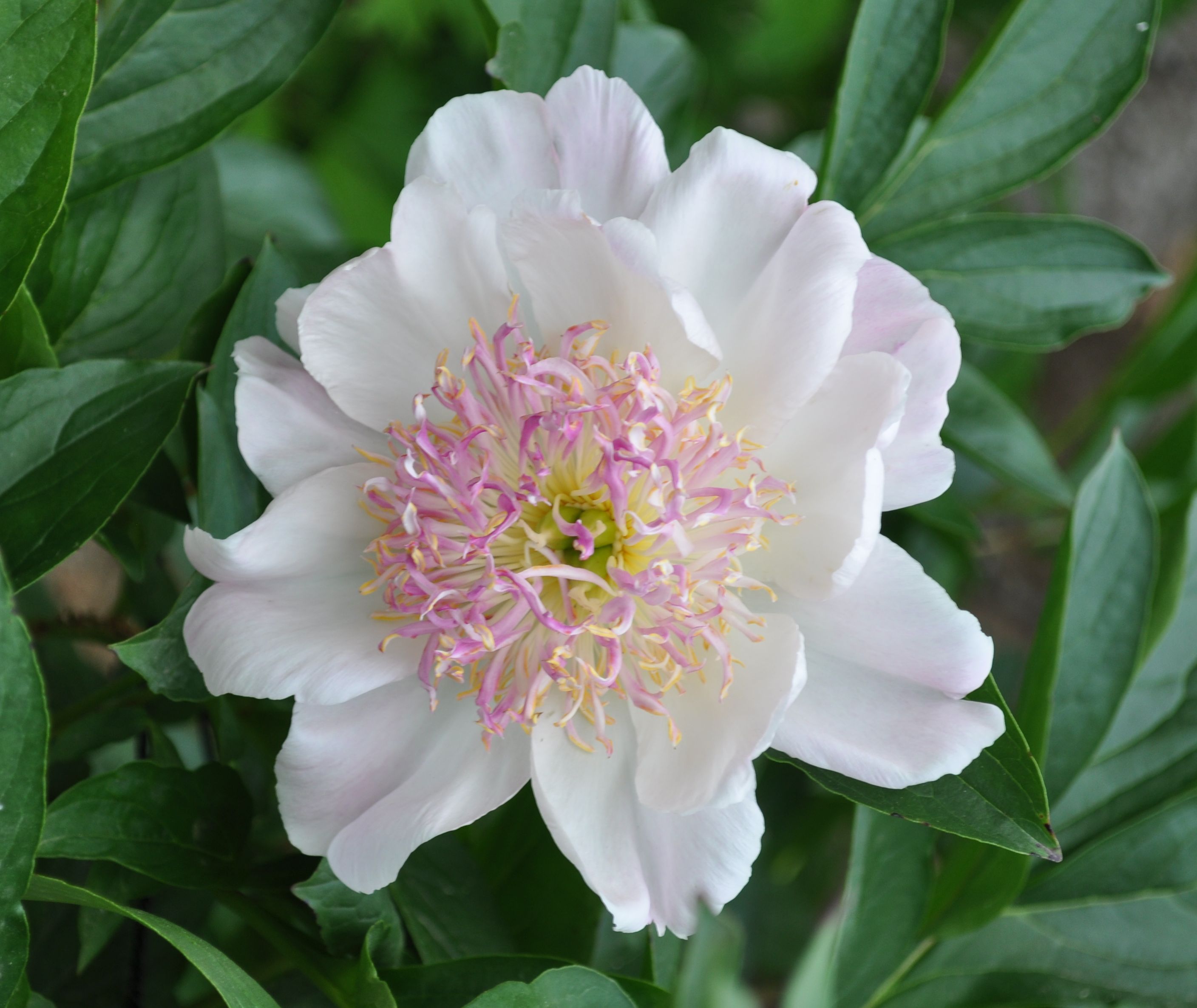 ジョアン・アイザック「Peonies シャクヤク」 知りたい！シャクヤクの種類や品種、それぞれの特徴と見分け方