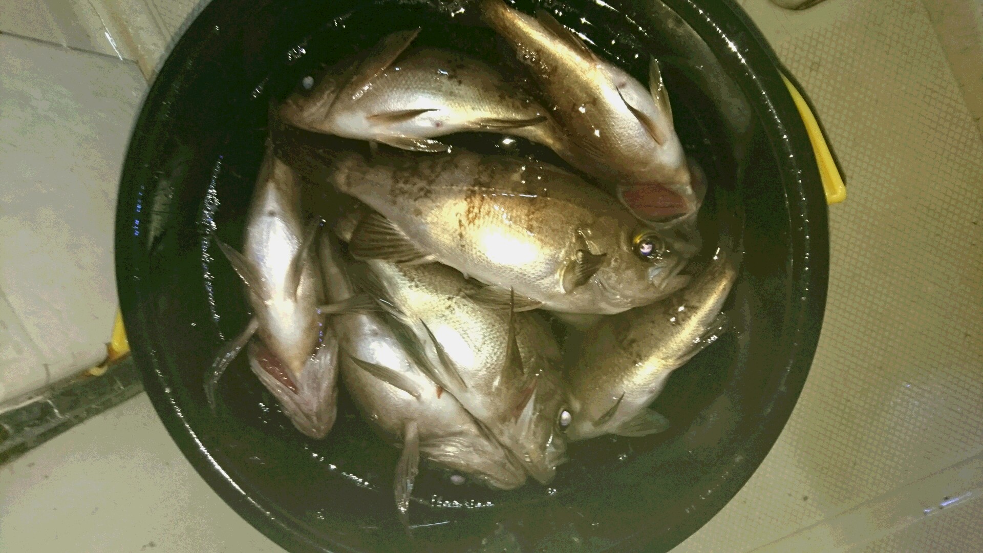 最高広島 夜 釣り すべての魚の画像