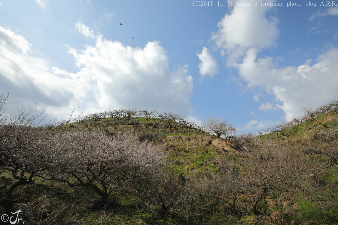 2017　春。　　～ 初春　梅 ～　③_a0313234_23110719.jpg