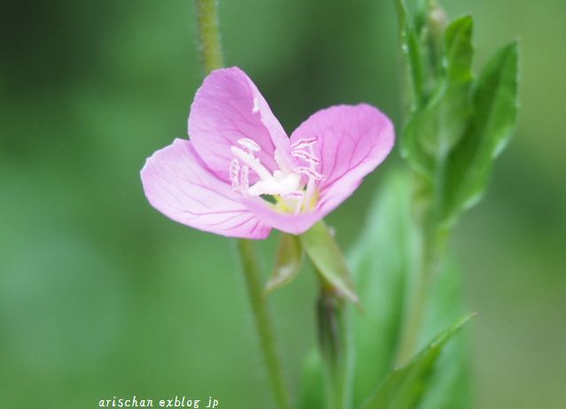 お散歩で出会った５月の可愛い野の花～♫_f0295238_20460631.jpg