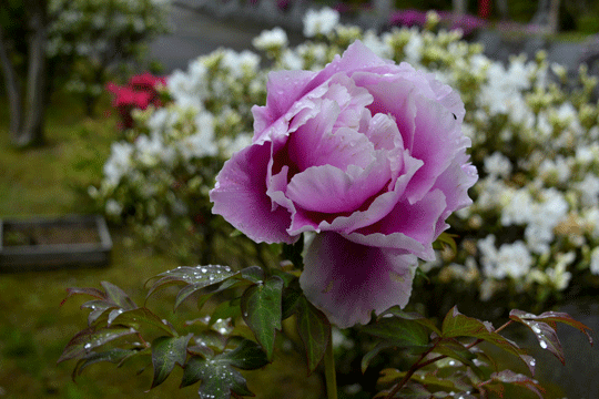 c0093046_8133311.gif