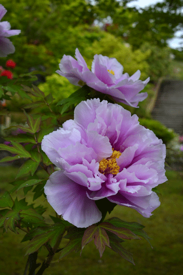c0093046_813488.gif