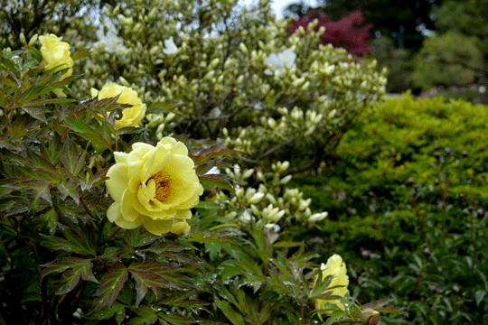 c0093046_814350.gif