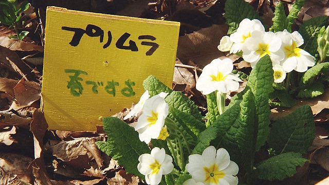 b0009849_1514350.jpg