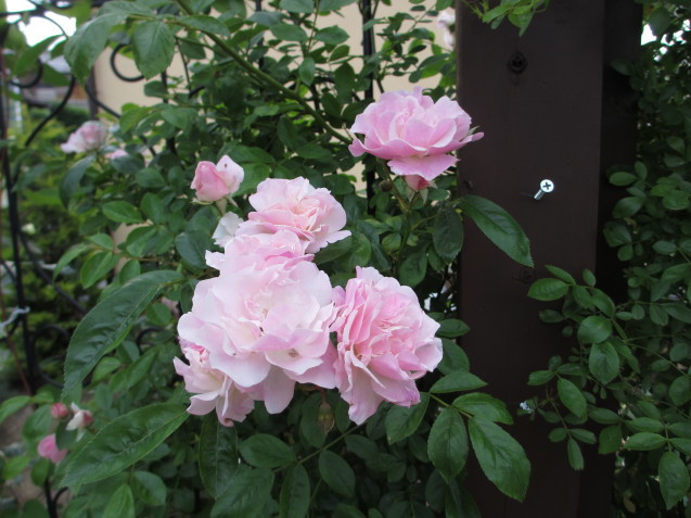庭入口のアーチ、「ダムドゥシュノンソー」「スノーグース」「ピンクサマースノー」が咲いています。_a0243064_18463307.jpg