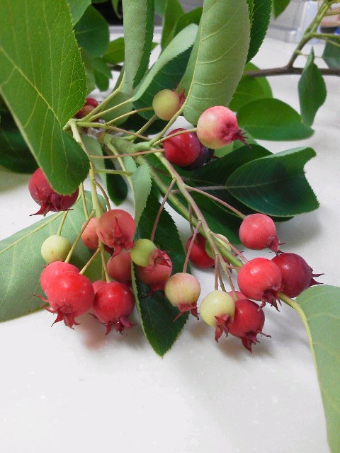 e0370867_13301336.jpg