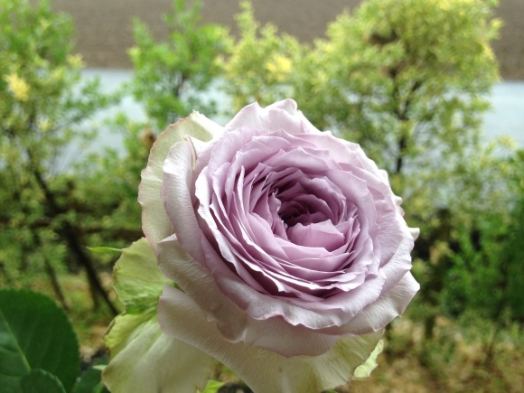 あなたの中の美しさ***_e0290872_16450366.jpg