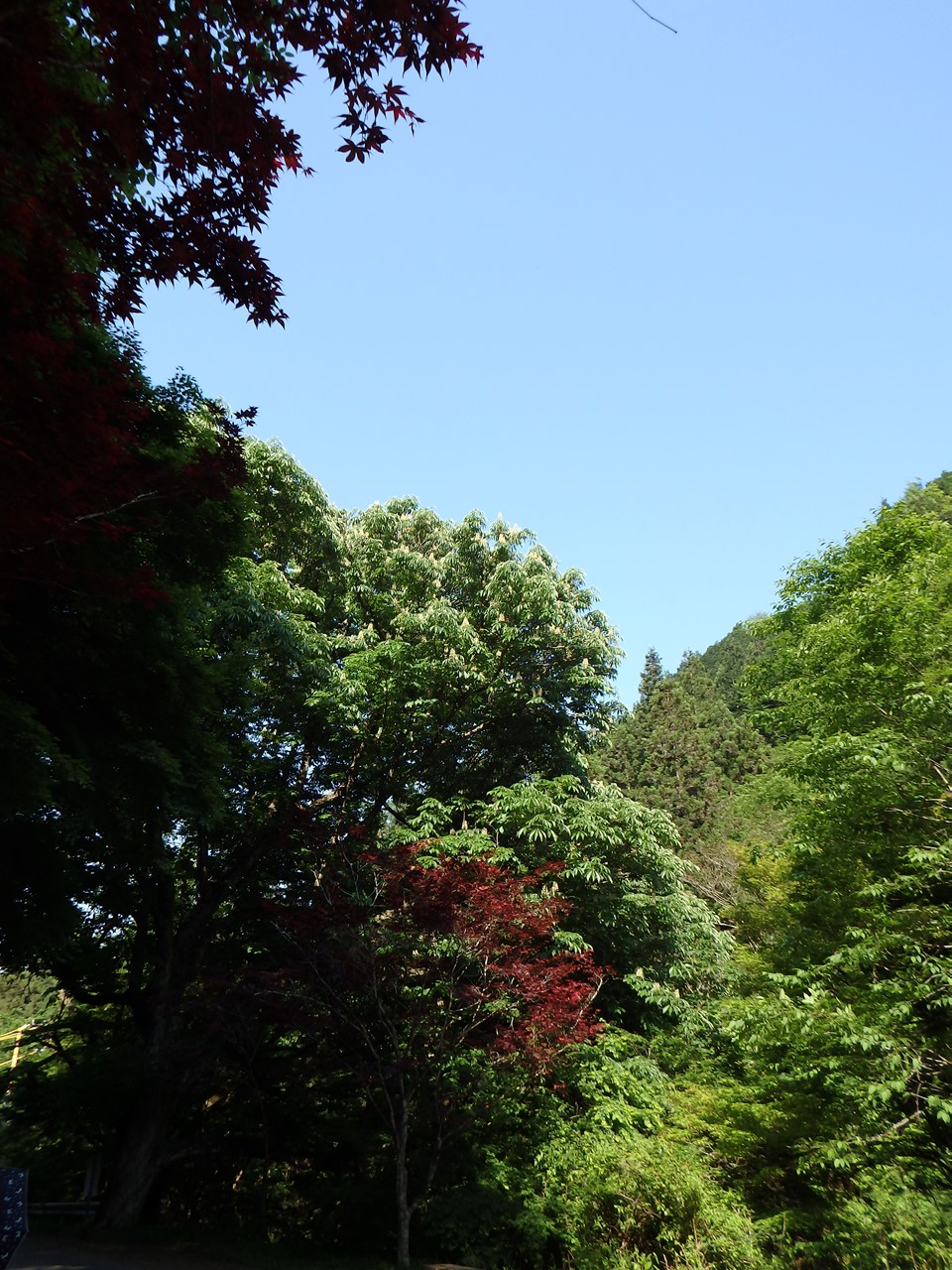 山の中で木々達を眺めながら 自然風の自然風だより