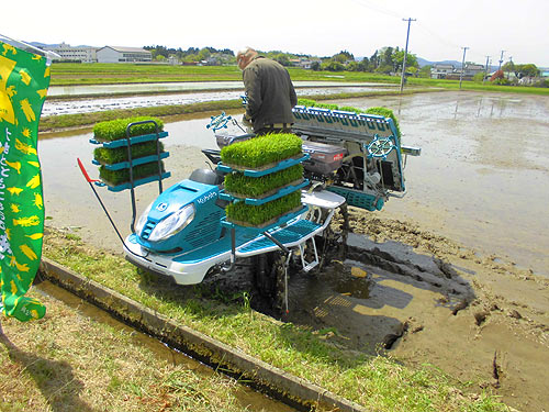 田植え体験(上目黒小・枝野小)_d0247484_1154577.jpg