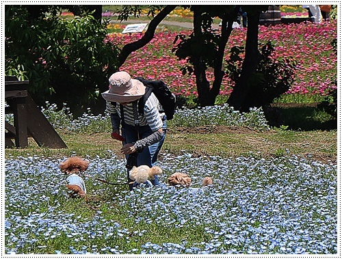 くじゅう花公園での楽しい時間　その２_b0175688_10451885.jpg