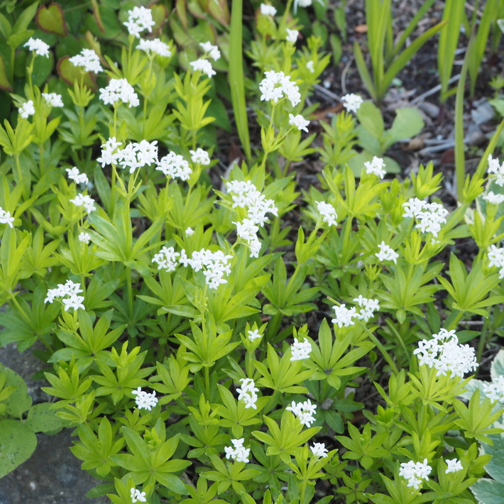 お庭の白いお花たち(宿根草)_a0292194_22262076.jpg