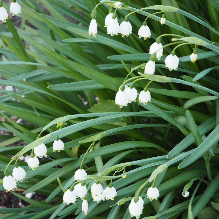 お庭の白いお花たち（宿根草）_a0292194_2236873.jpg