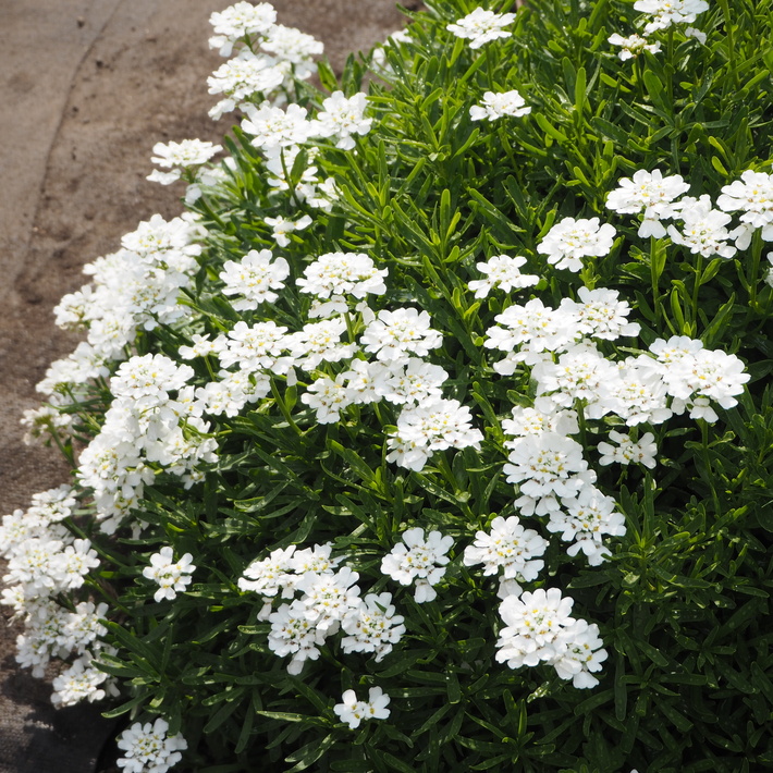 お庭の白いお花たち(宿根草)_a0292194_22404573.jpg