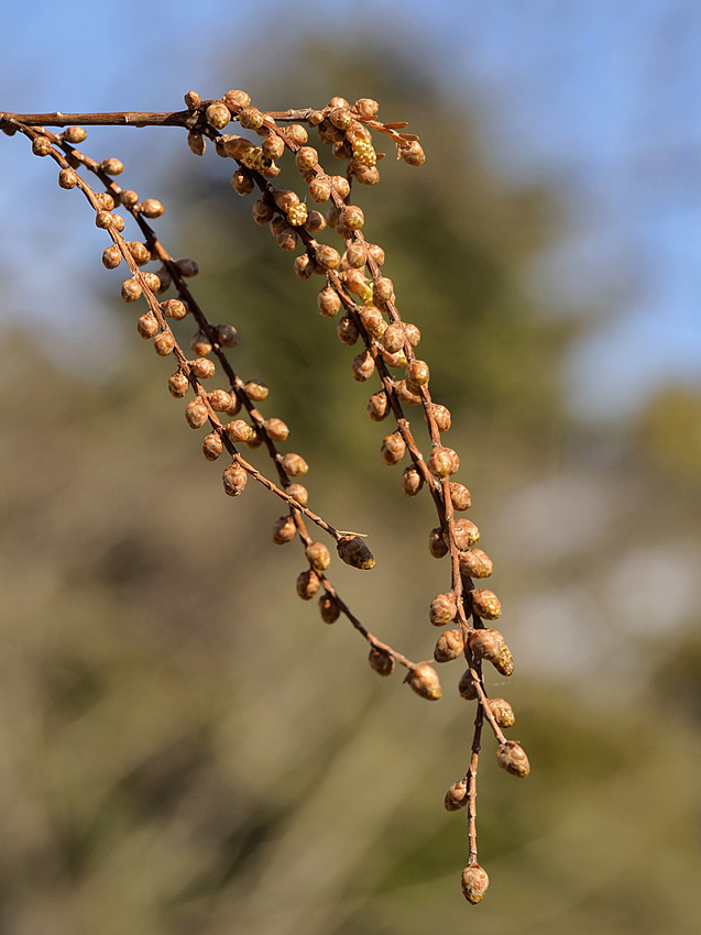 メタセコイアの花から実_d0163696_20525461.jpg