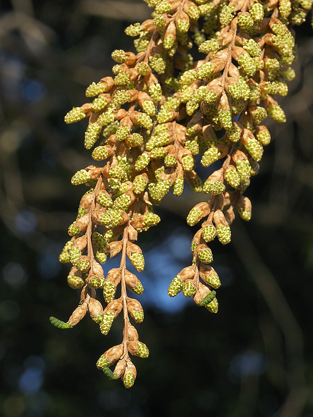 メタセコイアの花から実_d0163696_20543051.jpg