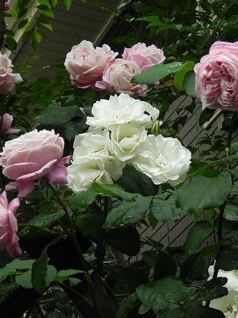 c0152002_17383394.jpg