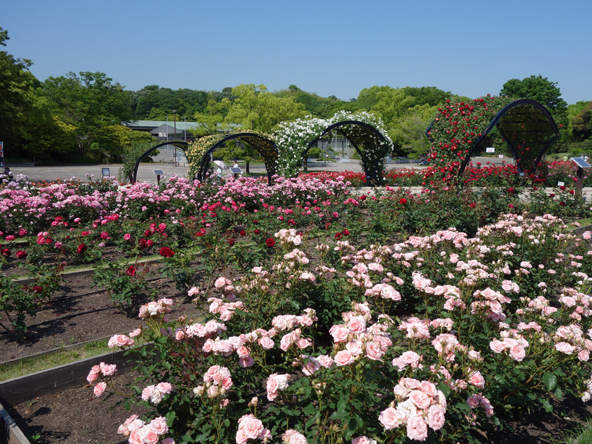 ローズフェスタ★万博記念公園_f0209603_11345071.jpg