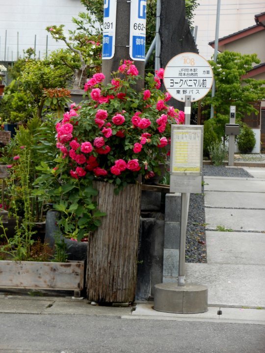 バラに抱きつかれた電柱 道ばた特派員