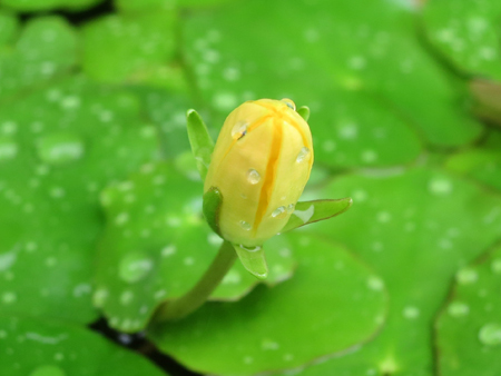 アサザの花が咲きました☆_b0186205_10363541.jpg