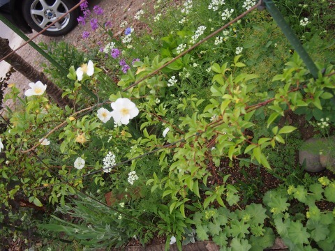 c0117007_23110994.jpg