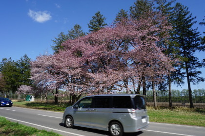 静内二十間道路の桜まつりから！です！_d0200811_21150478.jpg