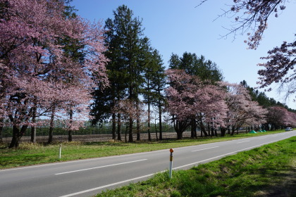 静内二十間道路の桜まつりから！です！_d0200811_21162541.jpg