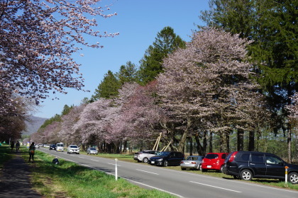 静内二十間道路の桜まつりから！です！_d0200811_21171260.jpg