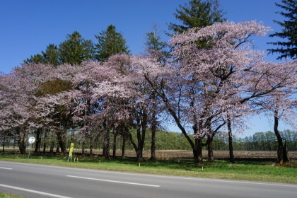 静内二十間道路の桜まつりから！です！_d0200811_21245025.jpg