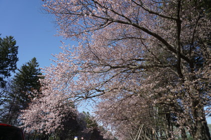 静内二十間道路の桜まつりから！です！_d0200811_21392109.jpg